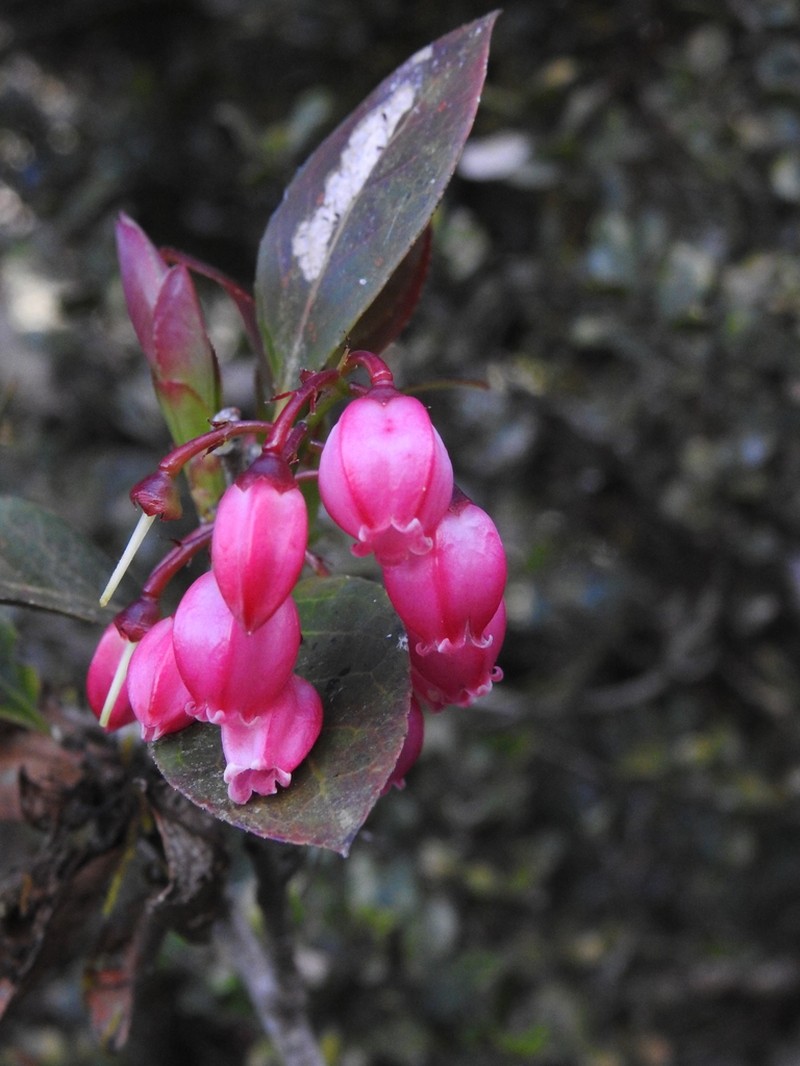Vaccinium symplocifolium photo 7