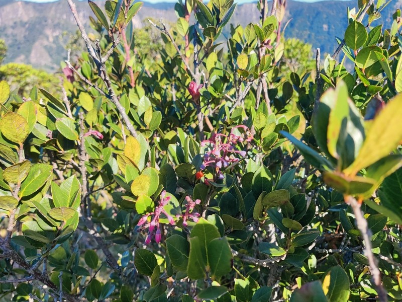 Vaccinium symplocifolium photo 8