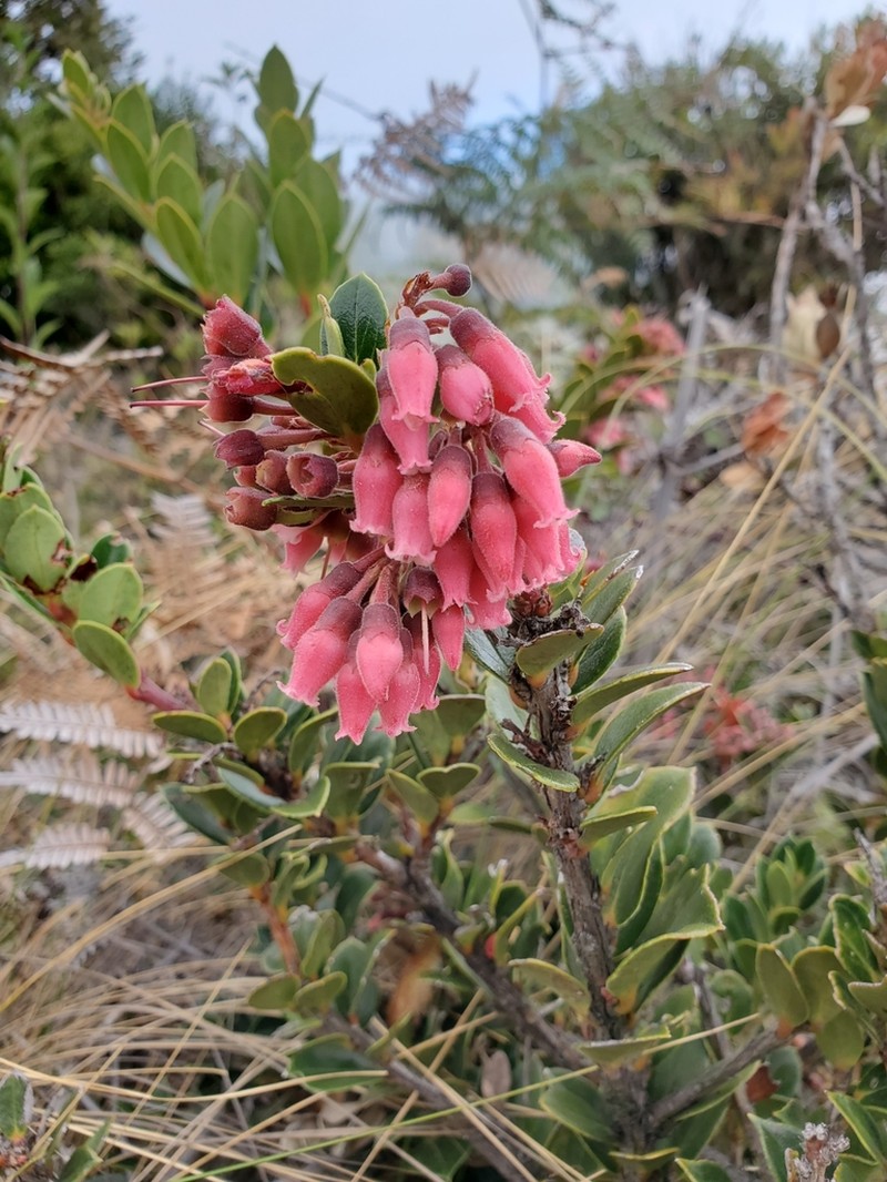 Vaccinium talamancense