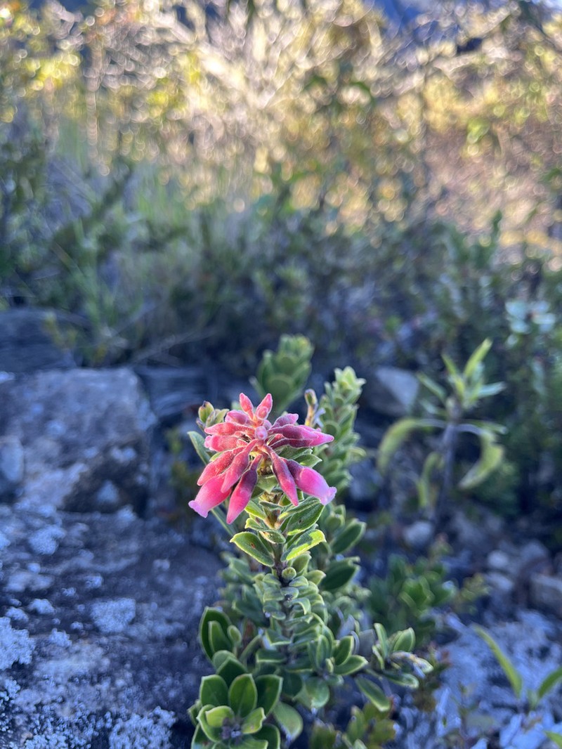 Vaccinium talamancense photo 3