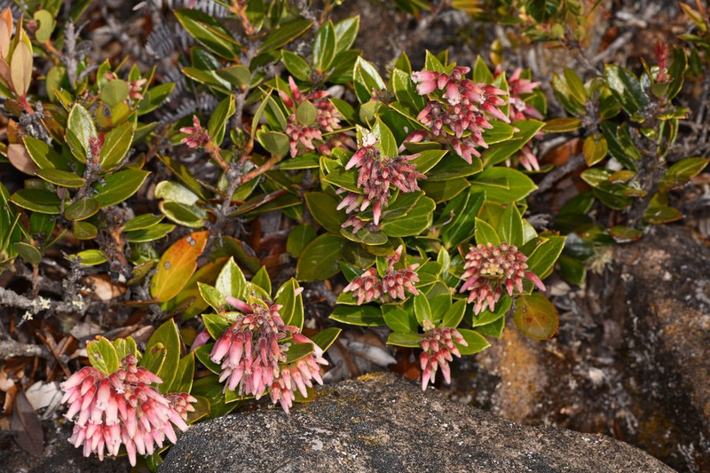 Vaccinium talamancense photo 4