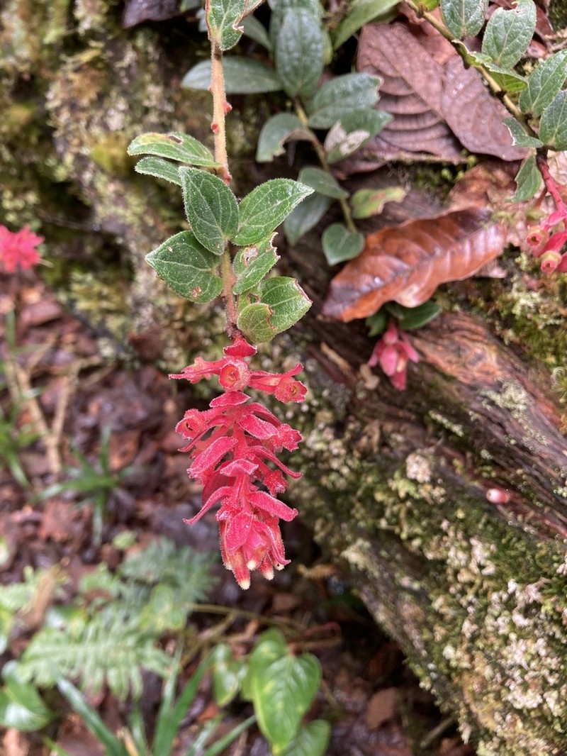 Vaccinium talamancense photo 5
