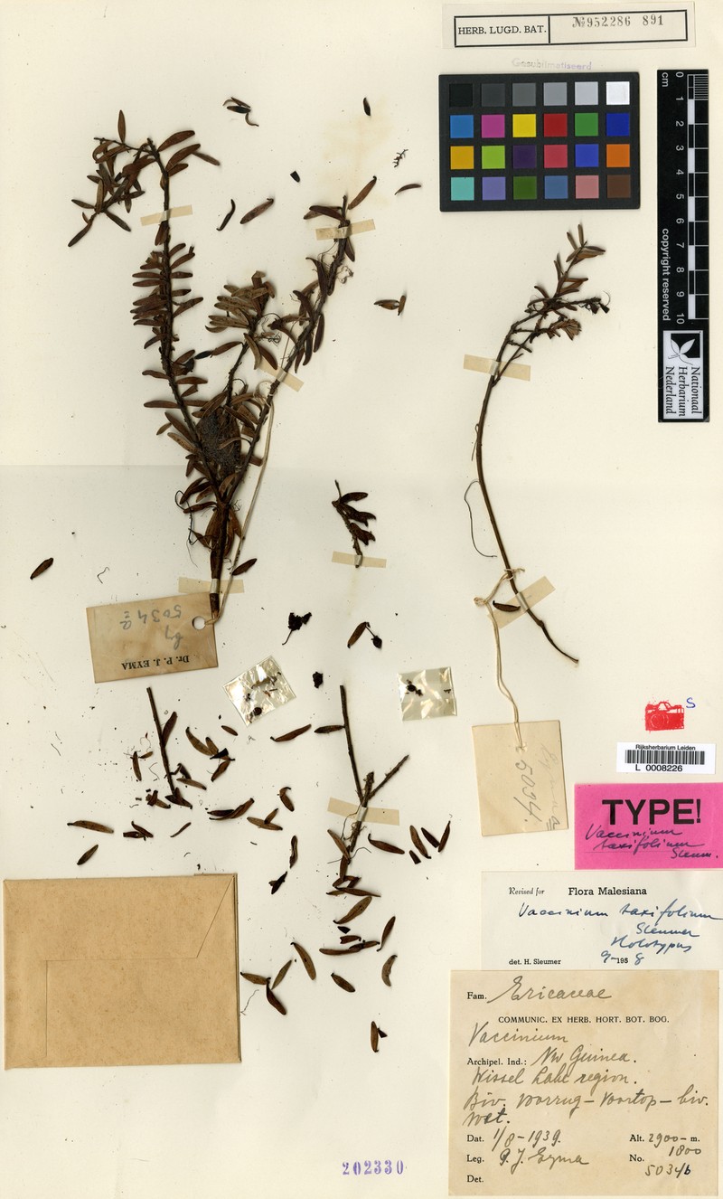 Vaccinium taxifolium