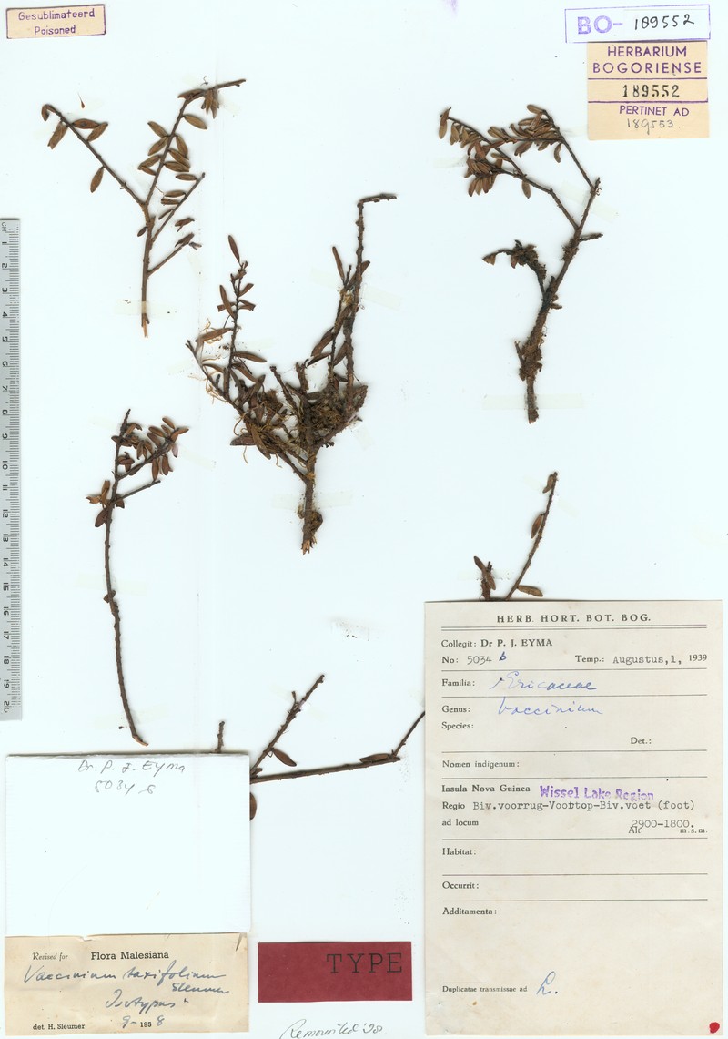 Vaccinium taxifolium photo 2