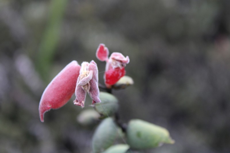 Vaccinium tectiflorum