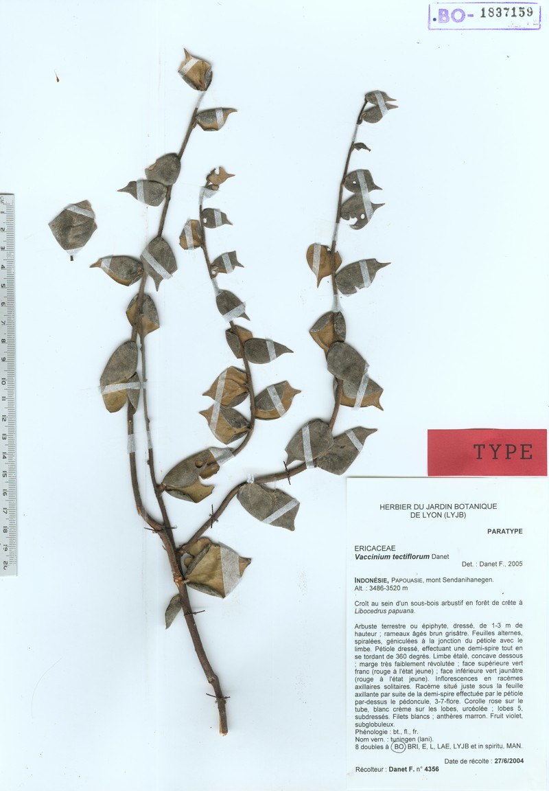 Vaccinium tectiflorum photo 2