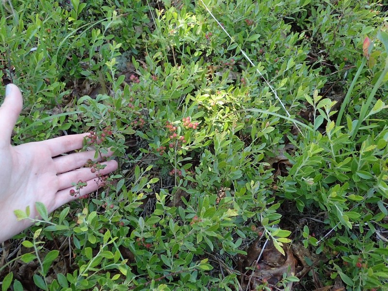 Small Black Blueberry photo 2