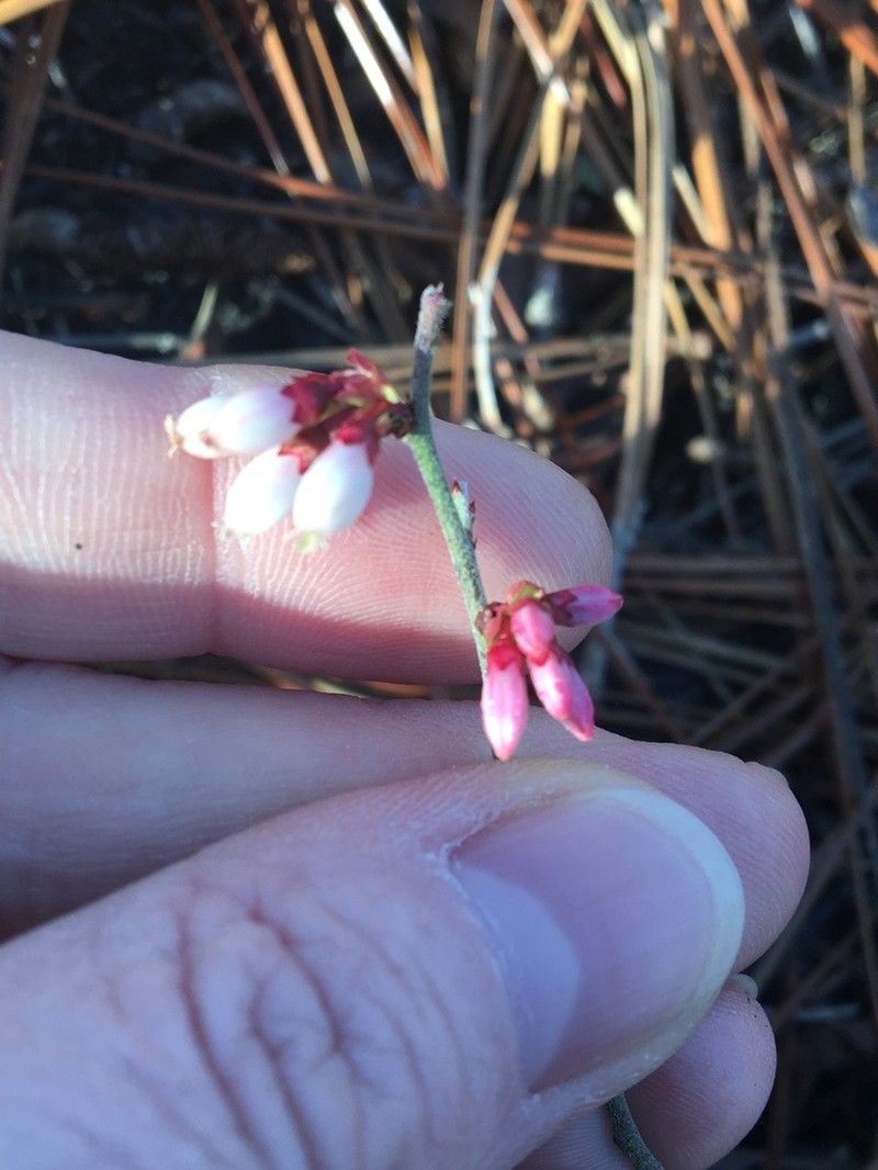 Small Black Blueberry photo 3