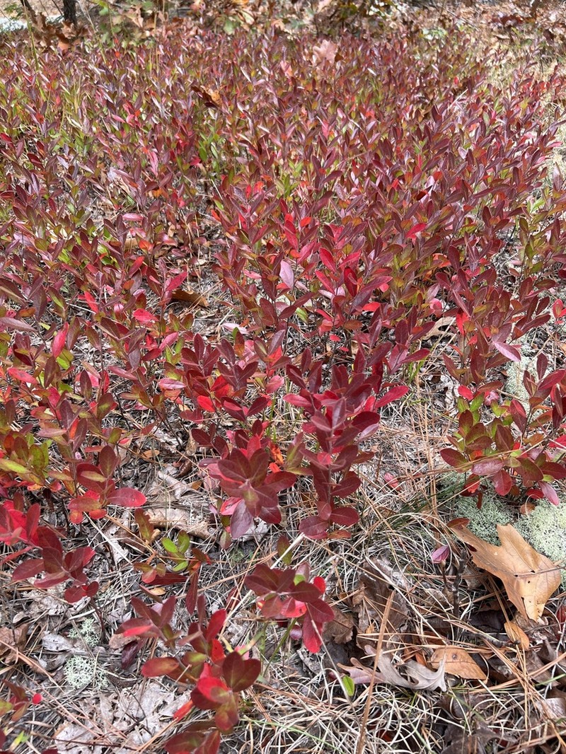 Small Black Blueberry photo 4