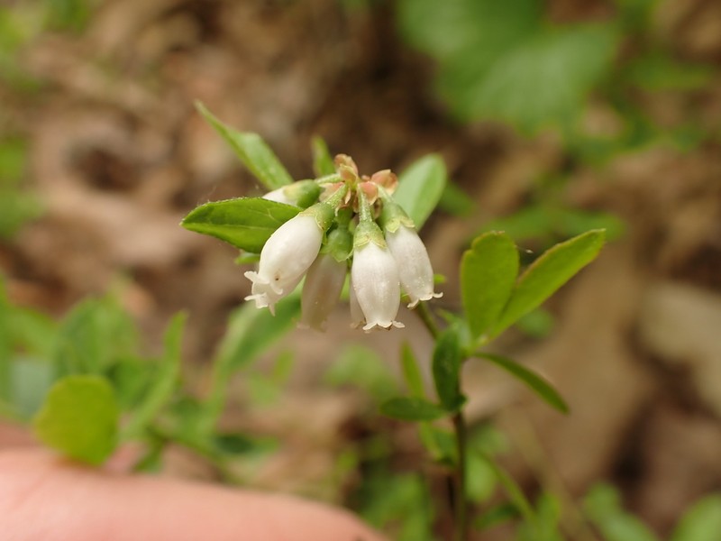 Small Black Blueberry photo 5
