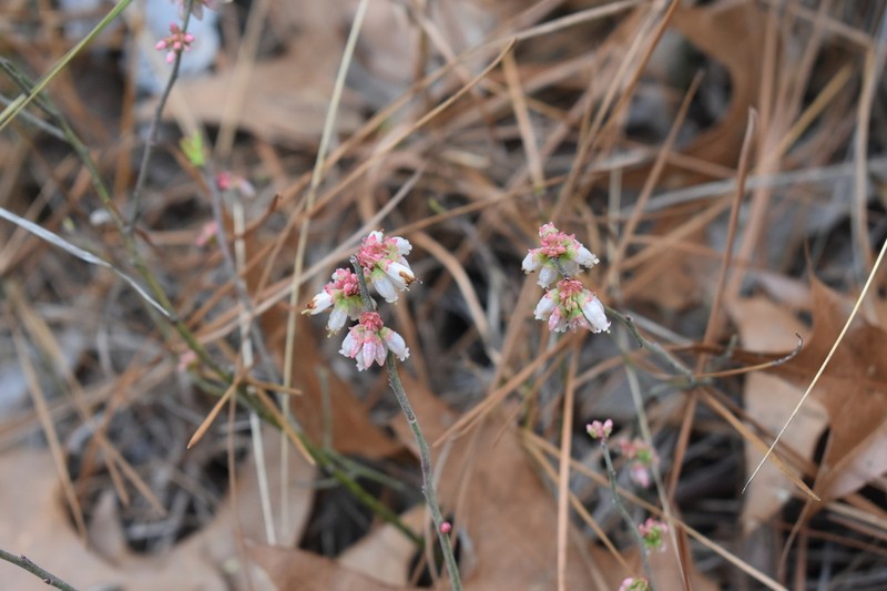 Small Black Blueberry photo 7