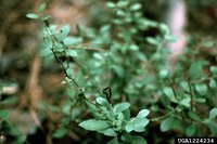 Small Black Blueberry