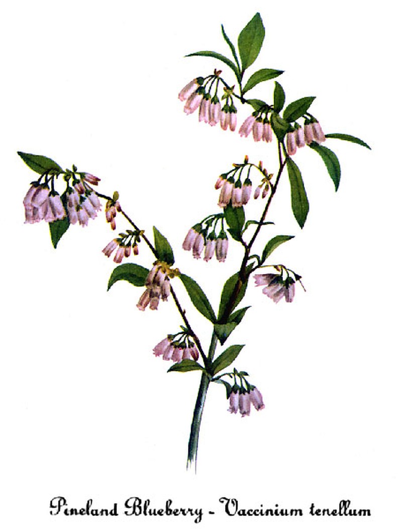 Small Black Blueberry photo 4