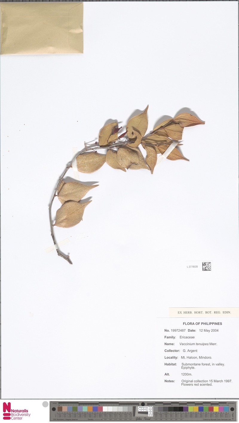 Vaccinium tenuipes