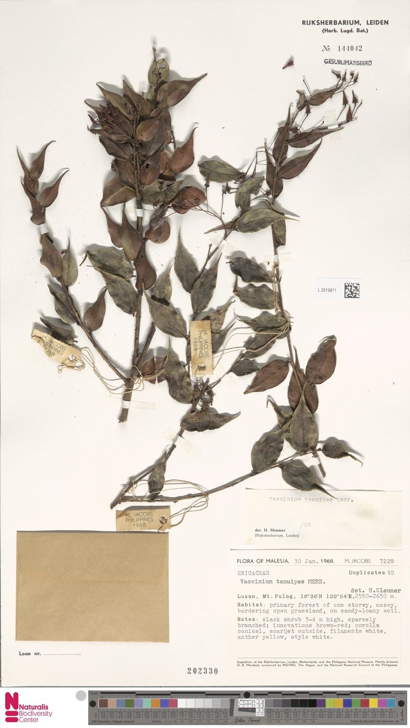 Vaccinium tenuipes photo 2