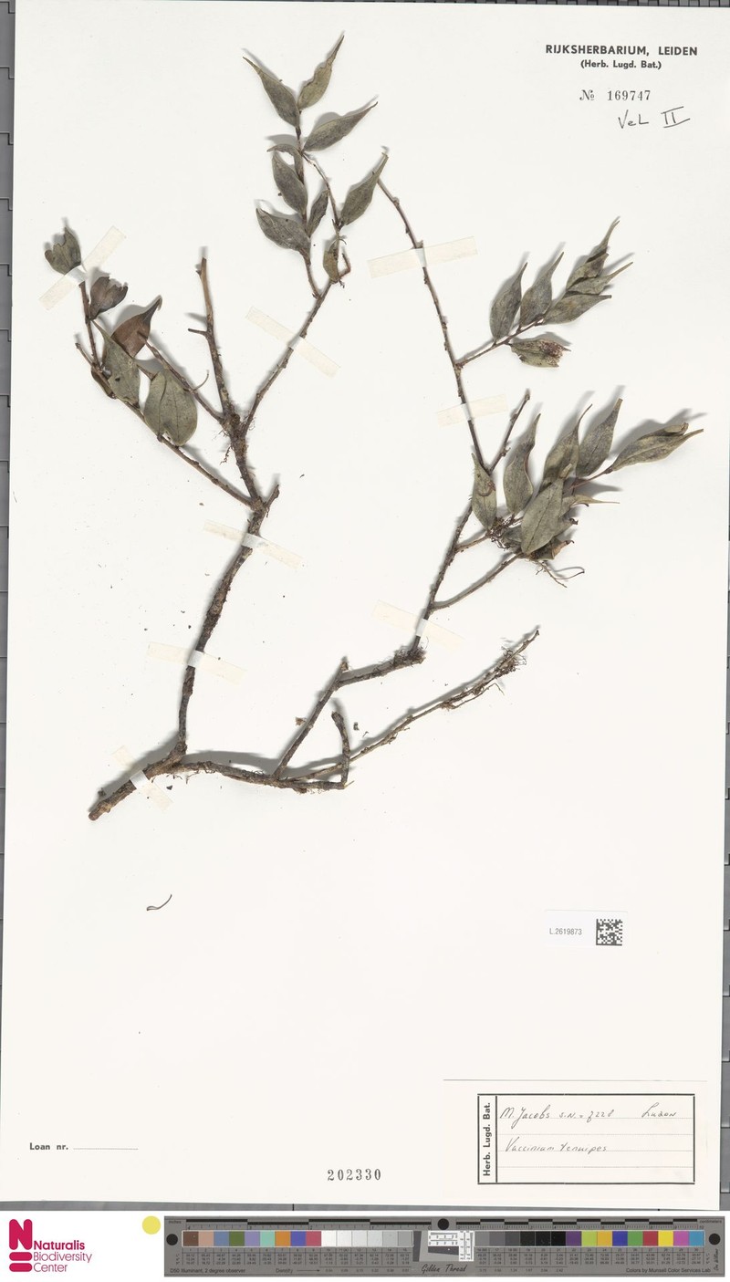Vaccinium tenuipes photo 3