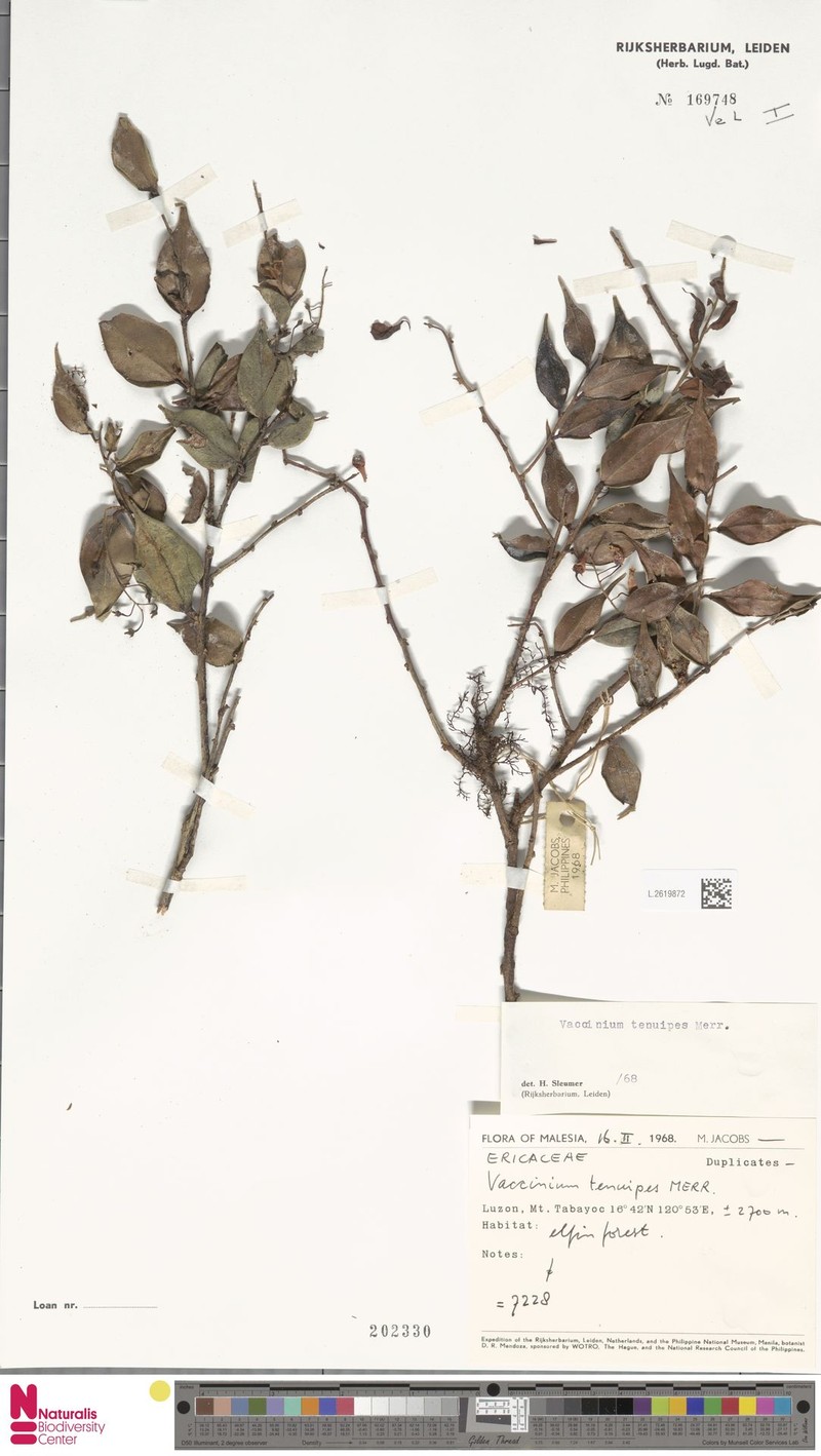 Vaccinium tenuipes photo 4