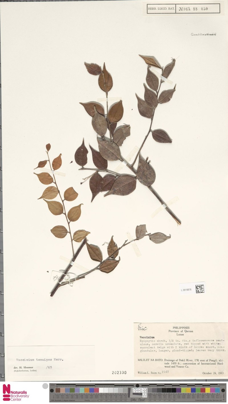 Vaccinium tenuipes photo 5