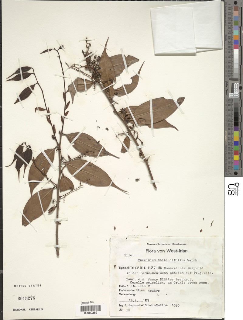 Vaccinium thibaudifolium
