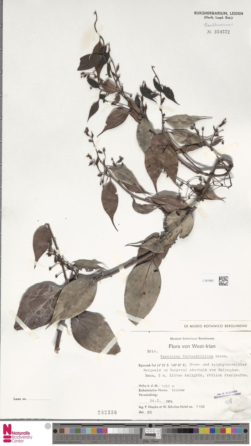 Vaccinium thibaudifolium photo 2
