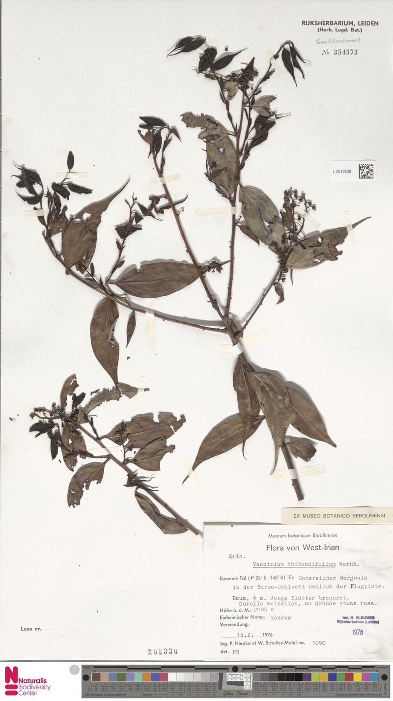 Vaccinium thibaudifolium photo 3