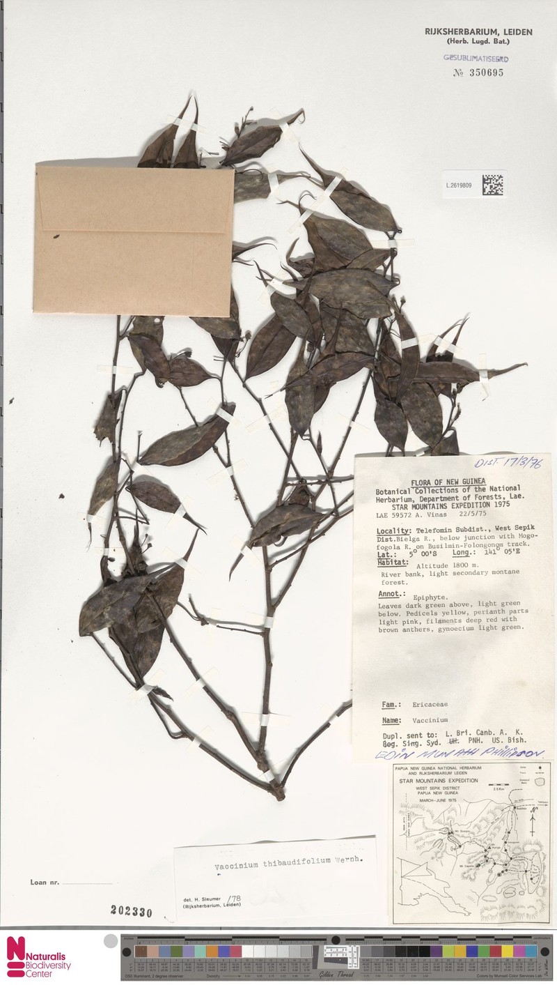 Vaccinium thibaudifolium photo 4