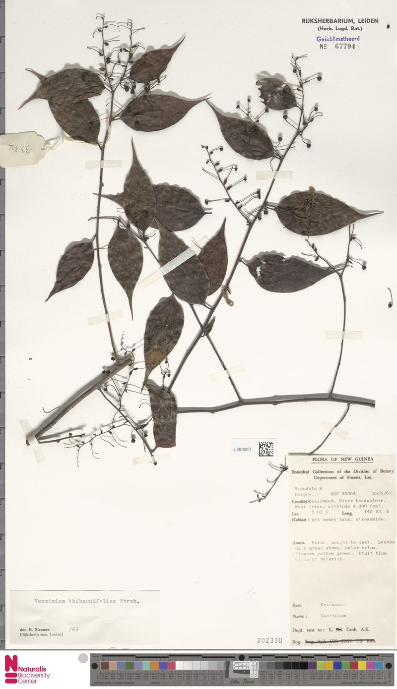 Vaccinium thibaudifolium photo 5