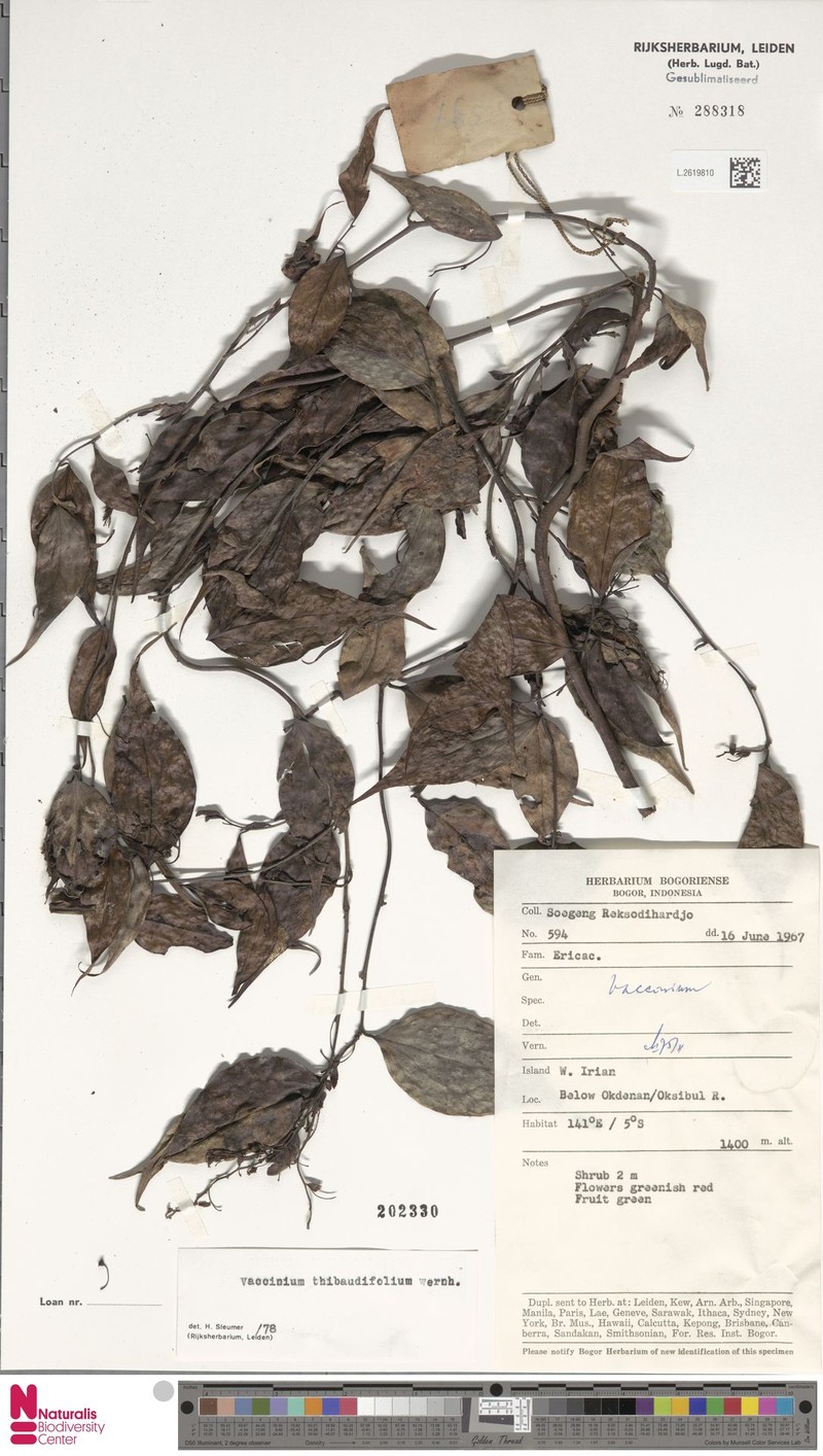 Vaccinium thibaudifolium photo 6