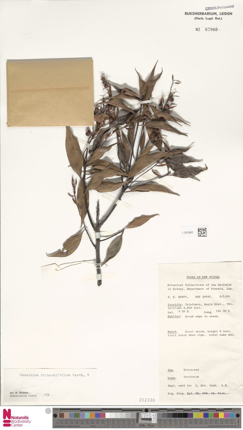 Vaccinium thibaudifolium photo 7