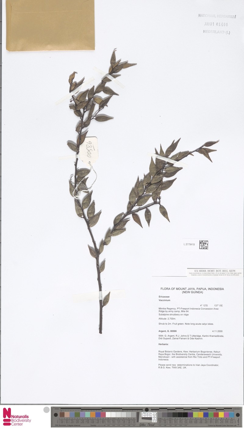 Vaccinium timonioides