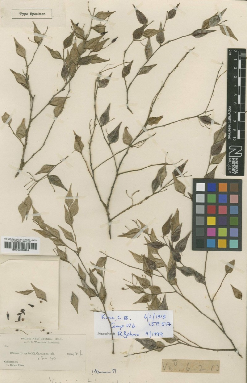 Vaccinium timonioides photo 2