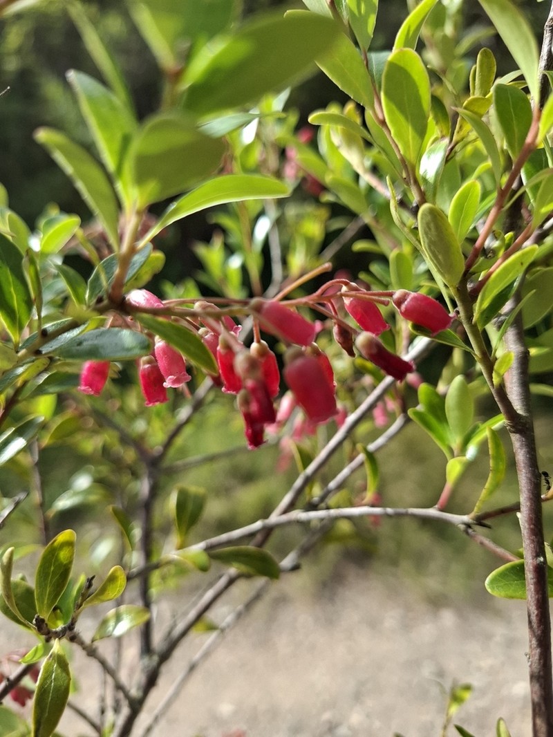 Vaccinium timorense