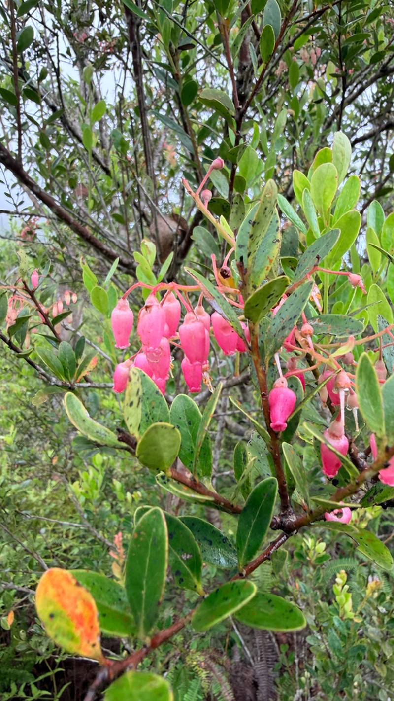 Vaccinium timorense photo 2