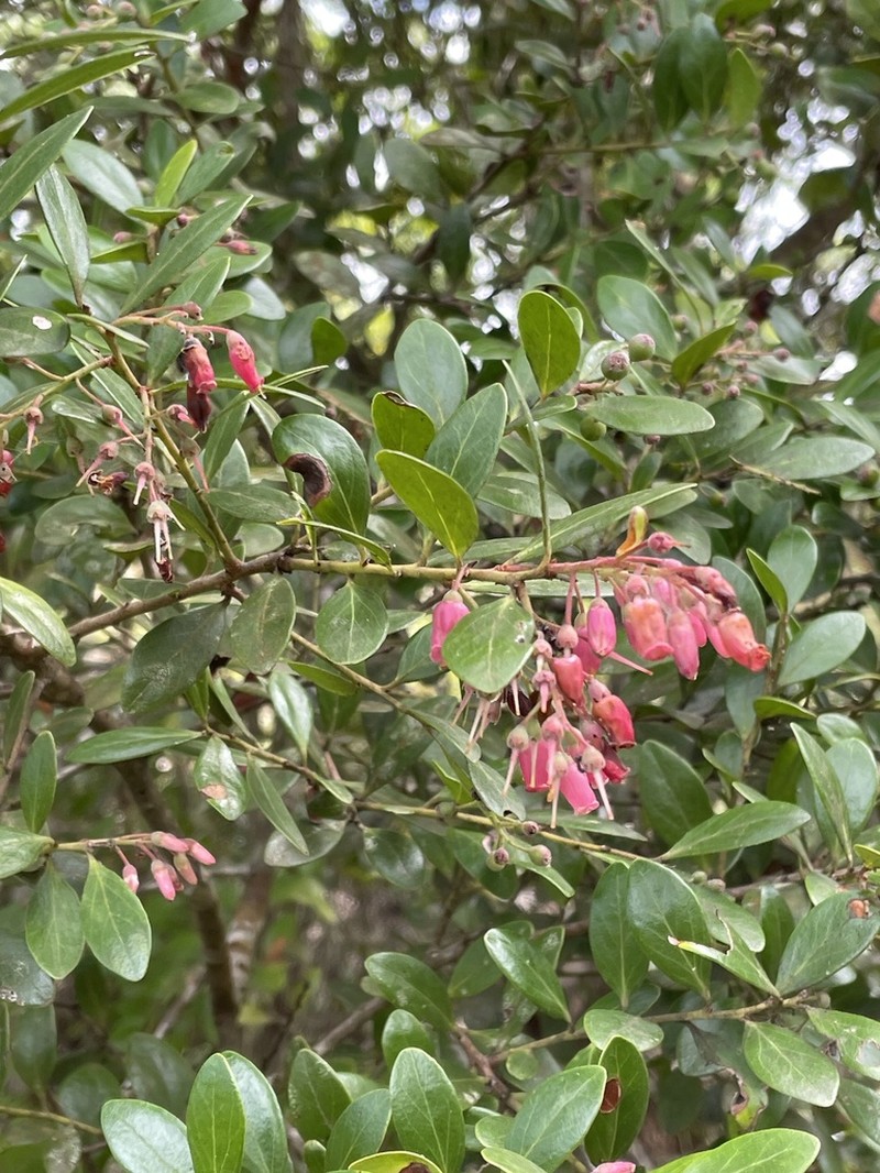 Vaccinium timorense photo 3