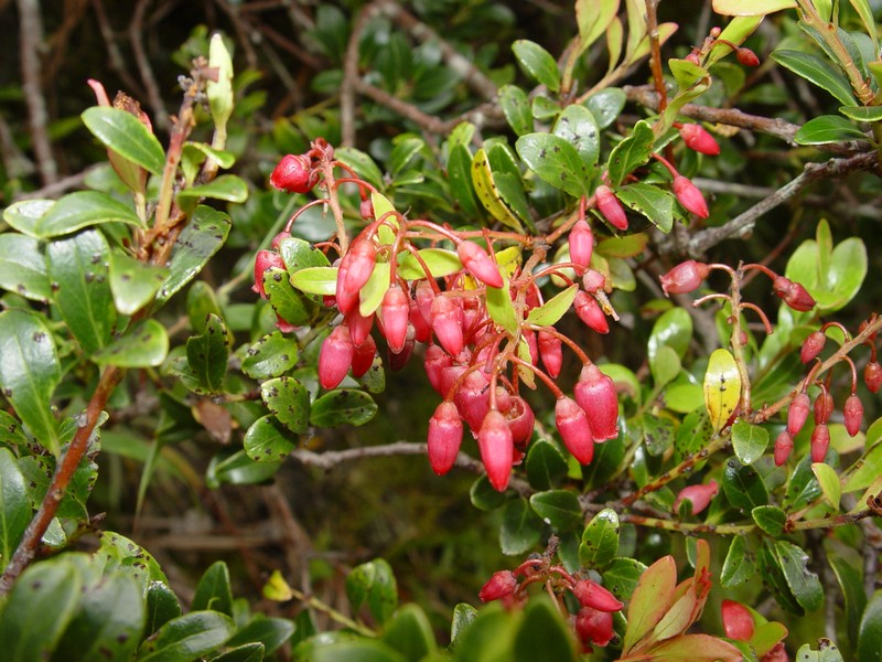 Vaccinium timorense photo 5
