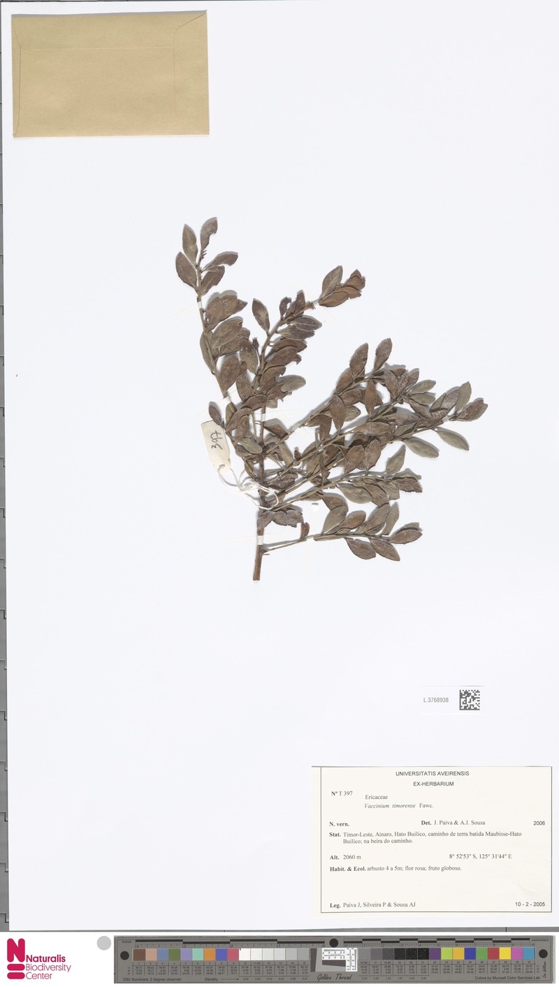 Vaccinium timorense photo 6