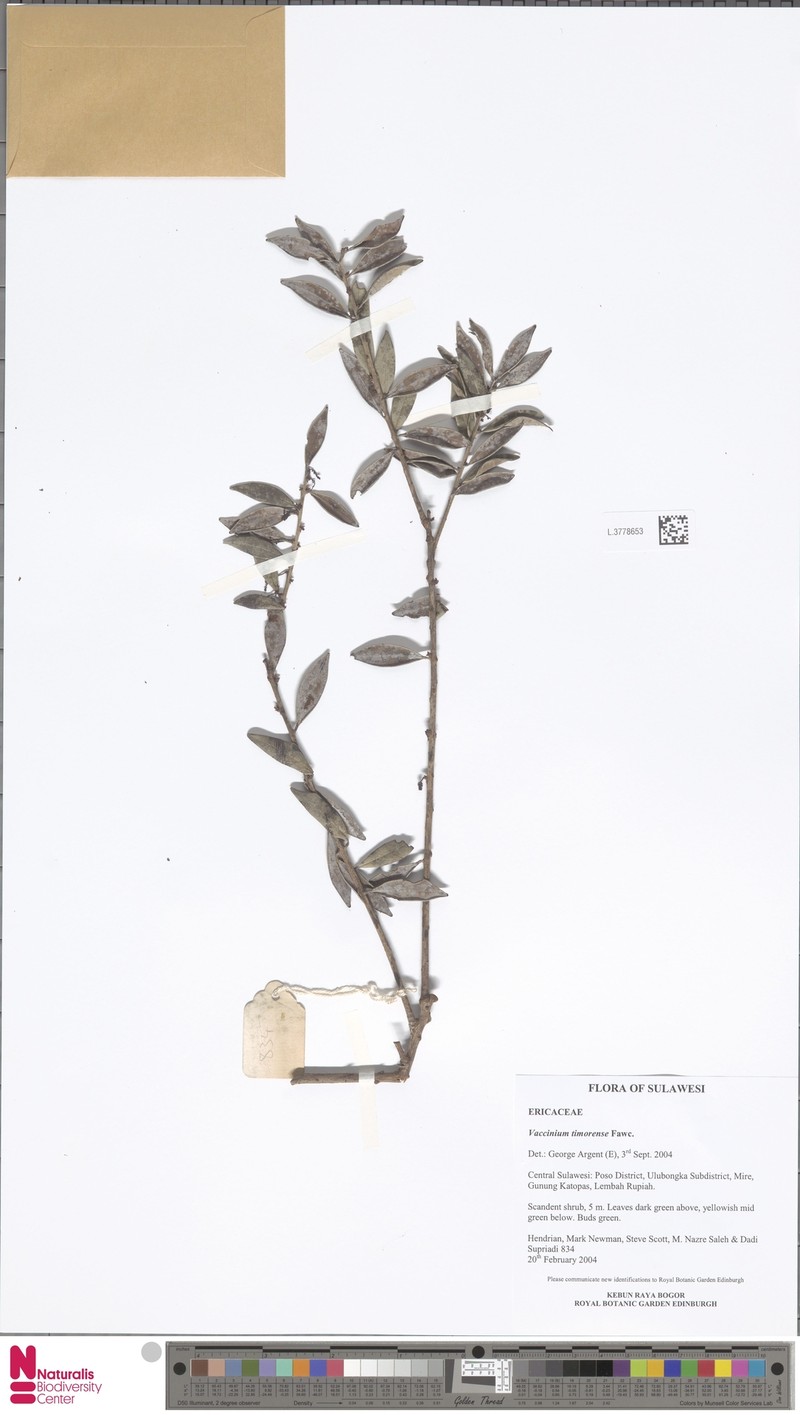 Vaccinium timorense photo 7