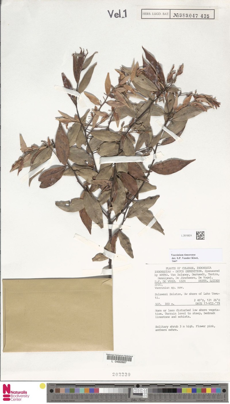 Vaccinium timorense photo 8