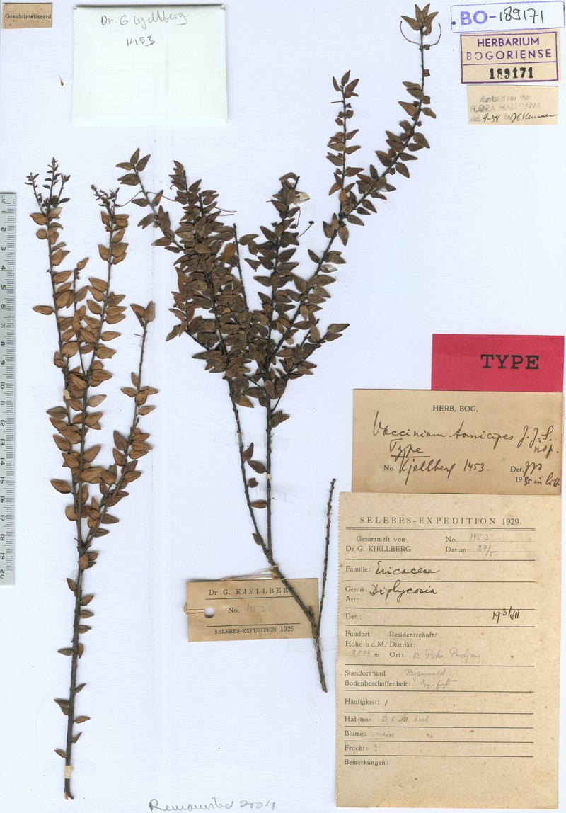 Vaccinium tomicipes photo 2