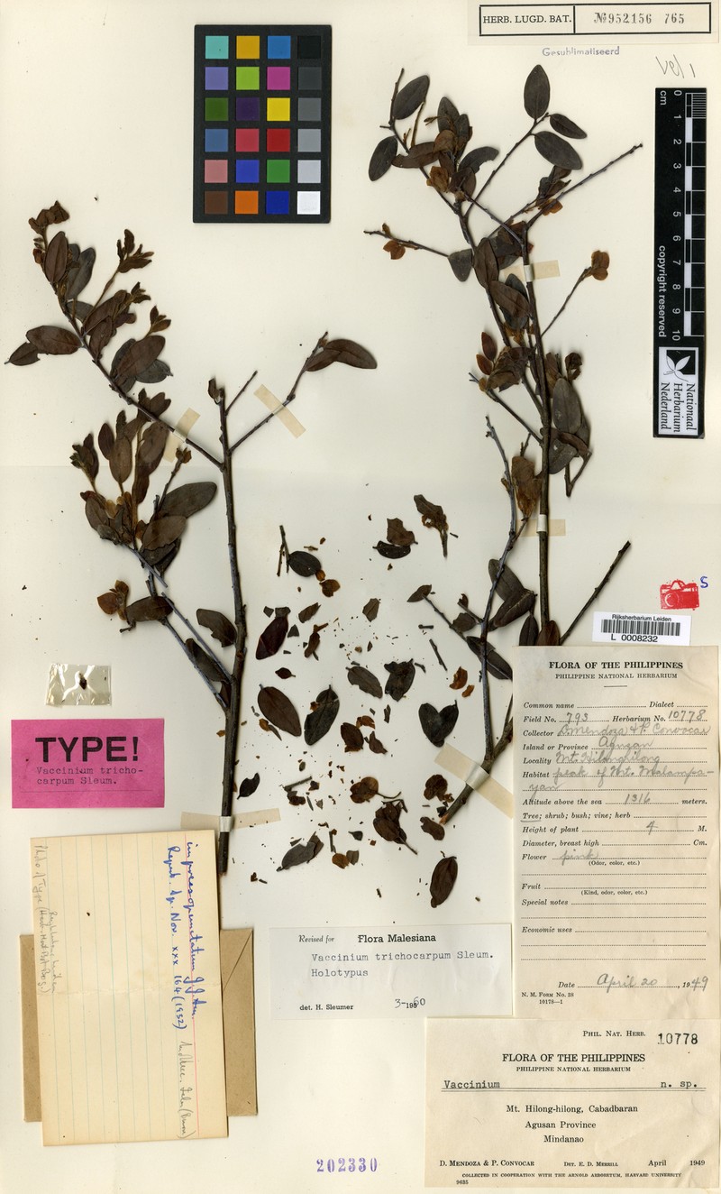 Vaccinium trichocarpum