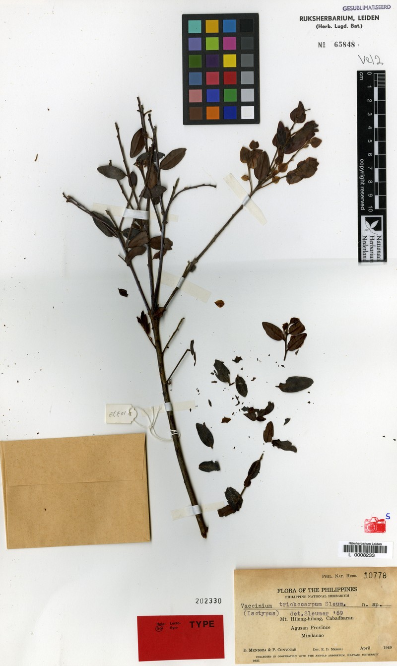 Vaccinium trichocarpum photo 2