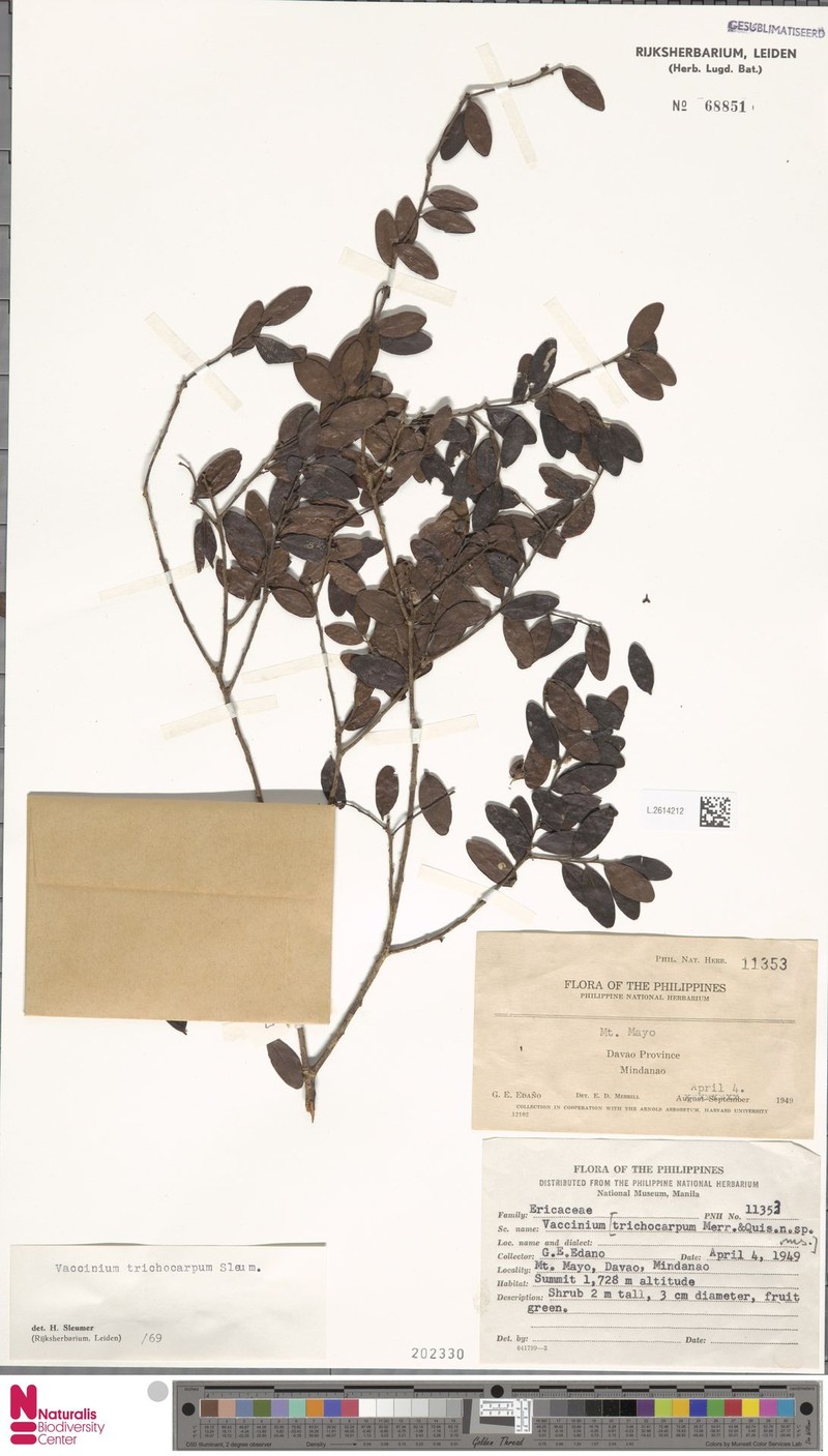 Vaccinium trichocarpum photo 3