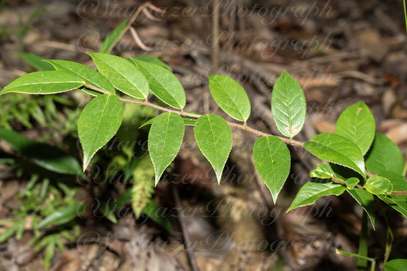 Vaccinium trichocladum