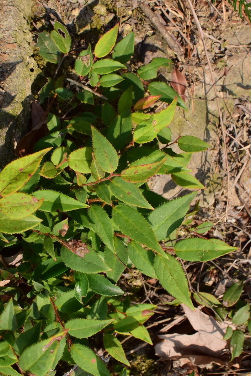 Vaccinium trichocladum photo 2