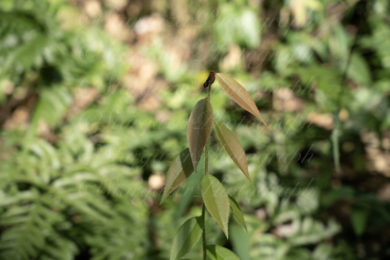 Vaccinium trichocladum photo 3