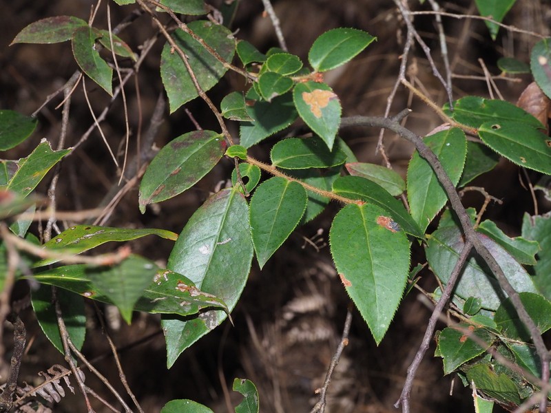 Vaccinium trichocladum photo 4
