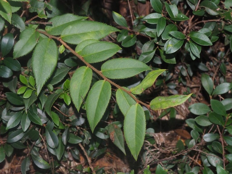 Vaccinium trichocladum photo 5