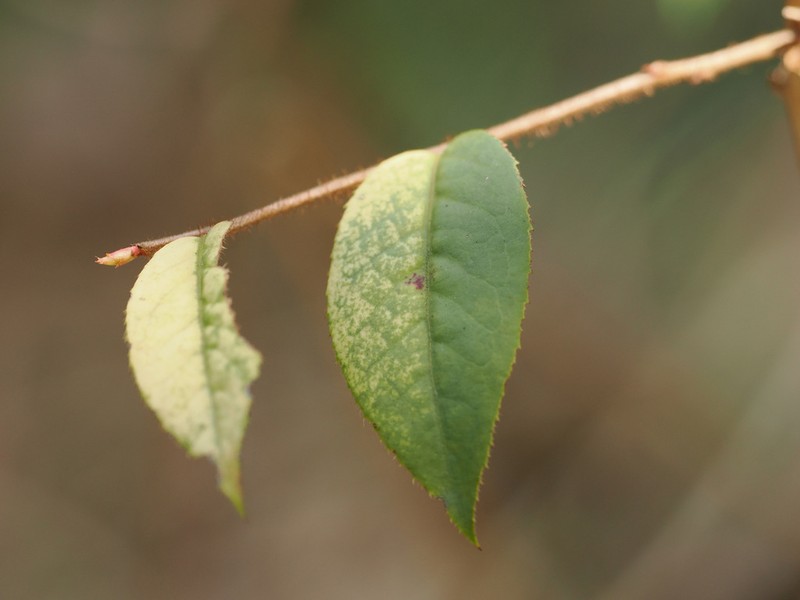 Vaccinium trichocladum photo 6