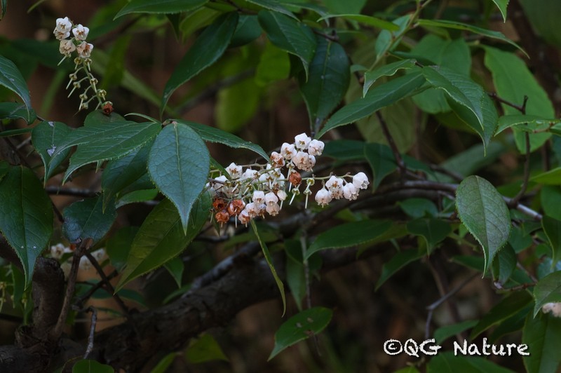 Vaccinium trichocladum photo 7