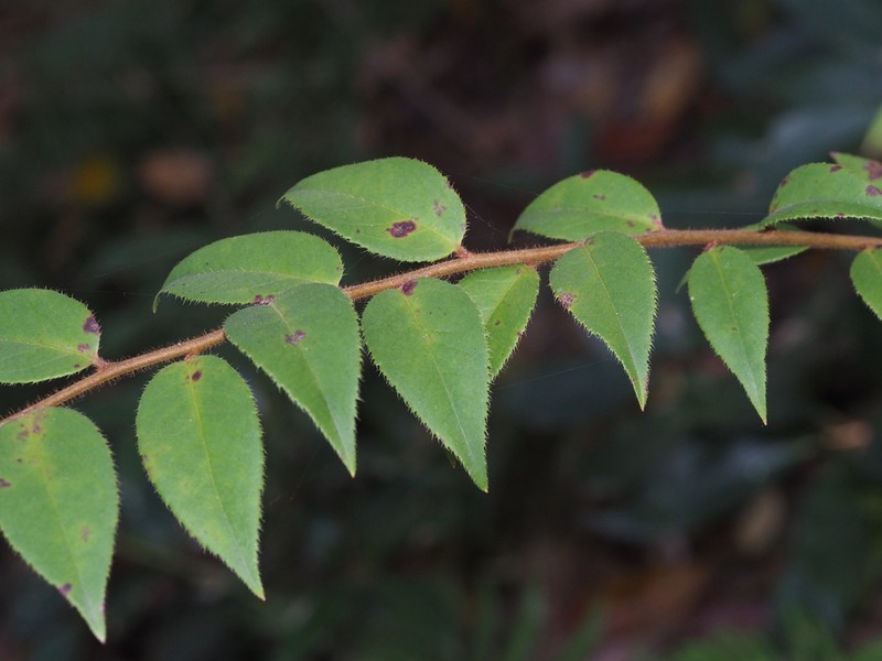 Vaccinium trichocladum photo 8